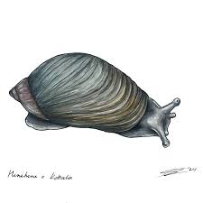 Attēlu rezultāti vaicājumam “Succinea”