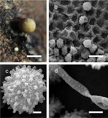 Attēlu rezultāti vaicājumam “Perichaena corticalis spores”