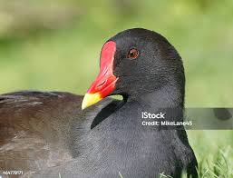 Attēlu rezultāti vaicājumam “Gallinula chloropus”