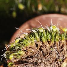 Attēlu rezultāti vaicājumam “Didymodon tophaceus sporophyte”