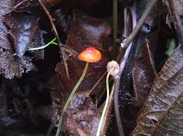 Attēlu rezultāti vaicājumam “Mycena acicula”