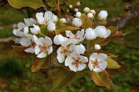 Attēlu rezultāti vaicājumam “Pyrus communis flower”