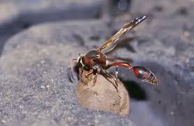 Attēlu rezultāti vaicājumam “Eumenidae”