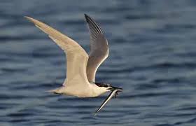 Attēlu rezultāti vaicājumam “Sterna sandvicensis adult”