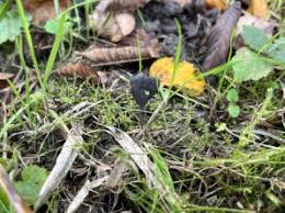 Attēlu rezultāti vaicājumam “Helvella atra”