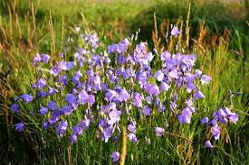 Attēlu rezultāti vaicājumam “Campanula rotundifolia”