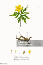 Attēlu rezultāti vaicājumam “Anemone ranunculoides bud”