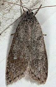 Attēlu rezultāti vaicājumam “Semioscopis avellanella imago”