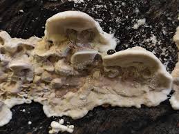 Attēlu rezultāti vaicājumam “Postia undosa”