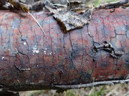 Attēlu rezultāti vaicājumam “Neonectria coccinea”