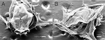 Image result for Kajikia albida