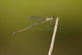 Attēlu rezultāti vaicājumam “Lestes sponsa”