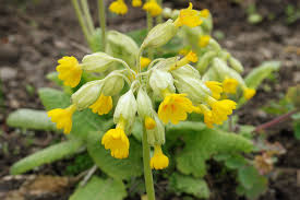 Attēlu rezultāti vaicājumam “Primula veris var. rubra”