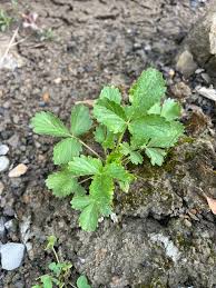 Attēlu rezultāti vaicājumam “Potentilla norvegica leaf”