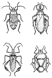 Attēlu rezultāti vaicājumam “Heteroptera”