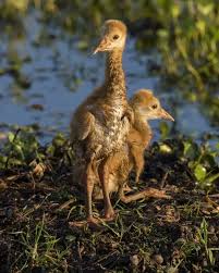 Attēlu rezultāti vaicājumam “Grus grus nest”