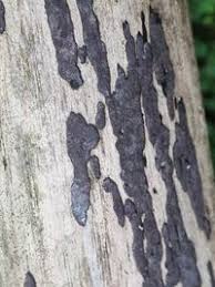 Attēlu rezultāti vaicājumam “Hypoxylon vogesiacum”