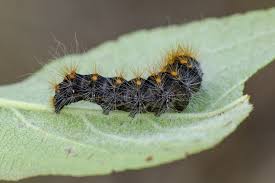 Attēlu rezultāti vaicājumam “Acronicta auricoma larva”