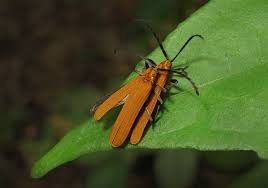 Attēlu rezultāti vaicājumam “Lycidae”