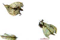 Attēlu rezultāti vaicājumam “Eurhynchiastrum pulchellum”