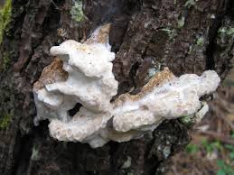 Attēlu rezultāti vaicājumam “Postia guttulata”