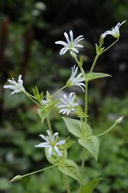 Attēlu rezultāti vaicājumam “Stellaria nemorum bud”