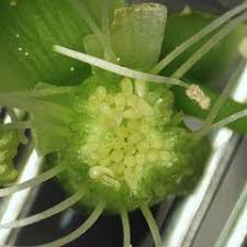 Attēlu rezultāti vaicājumam “Stemonitopsis aequalis (var. aequalis) spores”