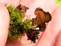 Attēlu rezultāti vaicājumam “Collema flaccidum”