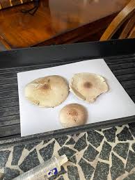 Attēlu rezultāti vaicājumam “Reticularia jurana”