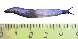 Attēlu rezultāti vaicājumam “Krynickillus melanocephalus”