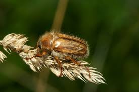 Attēlu rezultāti vaicājumam “Amphimallon solstitiale imago”