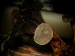 Attēlu rezultāti vaicājumam “Mollisia amenticola”