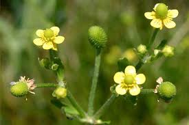 Attēlu rezultāti vaicājumam “Ranunculus sceleratus leaf”
