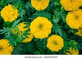 Attēlu rezultāti vaicājumam “Tagetes leaf”