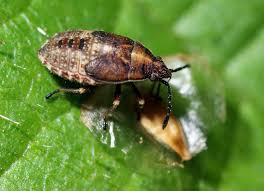 Attēlu rezultāti vaicājumam “Kleidocerys resedae imago”