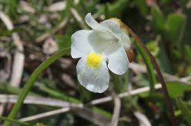 Attēlu rezultāti vaicājumam “Lentibulariaceae”