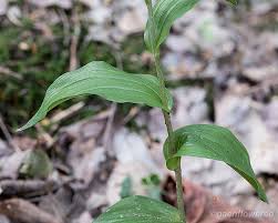 Attēlu rezultāti vaicājumam “Epipactis helleborine leaf”