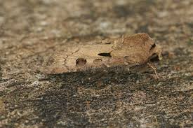 Attēlu rezultāti vaicājumam “Leucania comma”