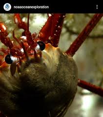 Image result for Cymatoceps nasutus