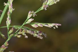 Image result for rosa aquatica