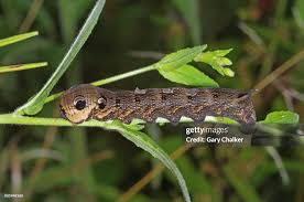 Attēlu rezultāti vaicājumam “Deilephila porcellus”