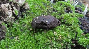 Attēlu rezultāti vaicājumam “Hymenoscyphus fructigenus”