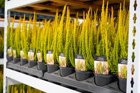 Attēlu rezultāti vaicājumam “Calluna vulgaris bud”