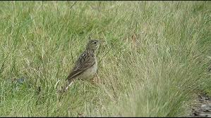 Image result for Anthus godlewskii