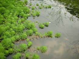 「水蘊草」的圖片搜尋結果