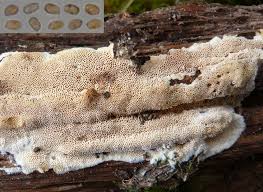 Attēlu rezultāti vaicājumam “Junghuhnia nitida”