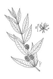 Attēlu rezultāti vaicājumam “Lysimachia thyrsiflora leaf”