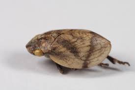 Attēlu rezultāti vaicājumam “Lepyronia coleoptrata”