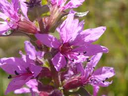 Image result for Lythrum salicaria