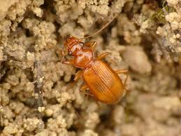 Attēlu rezultāti vaicājumam “Leistus ferrugineus”